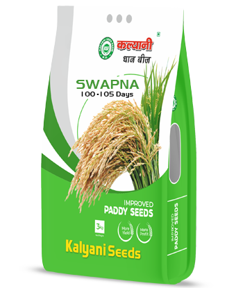 swapna paddy seeds